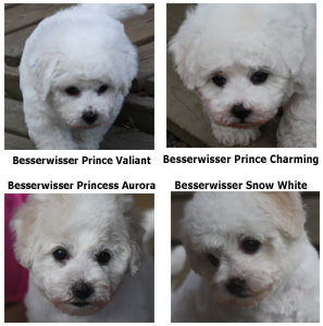 Bichon frisé -pentuja yhdessä